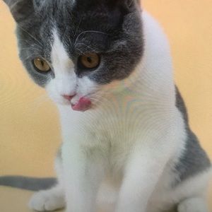 Meet your Posher, Phoebe